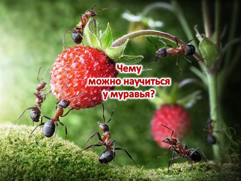 Чему  можно научиться  у муравья?